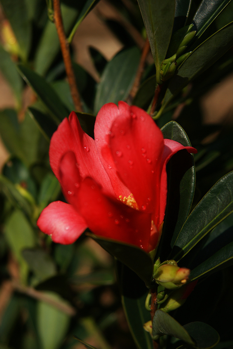 杜鹃红山茶花寓意图片