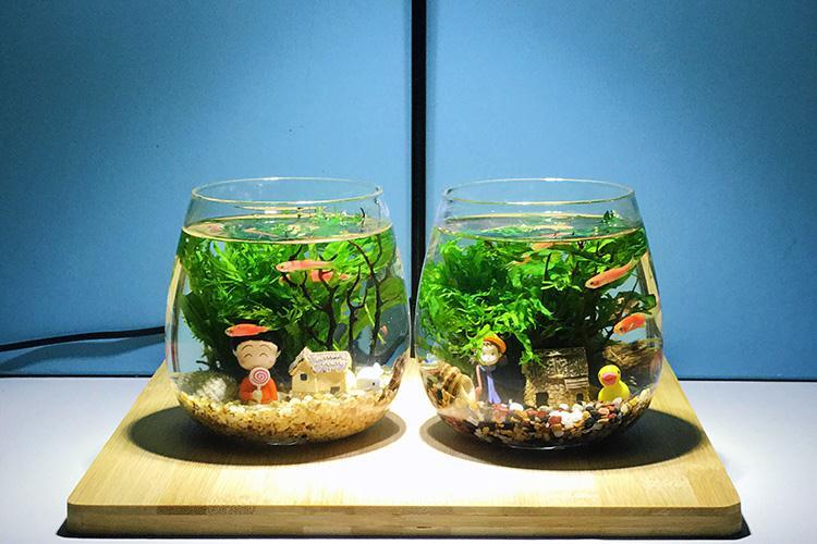 生态瓶鱼微景观创意水族箱免换水迷你小型办公桌面生态玻璃瓶礼物梦幻