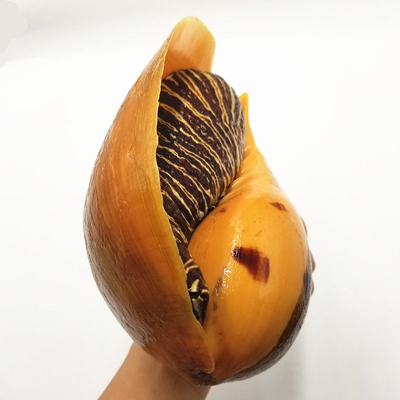 4斤(1-4只大椰子螺【图片 价格 品牌 报价-京东