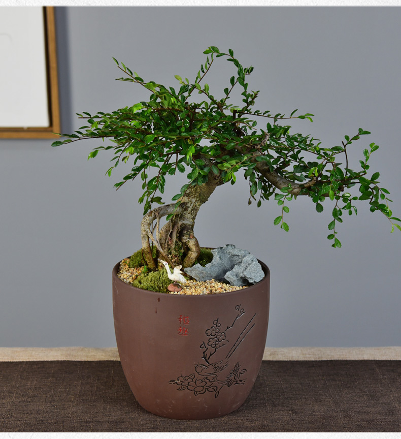 s型小叶榆树盆景老桩悬崖盆栽室内植物办公客厅净化空气花卉绿植 至尊