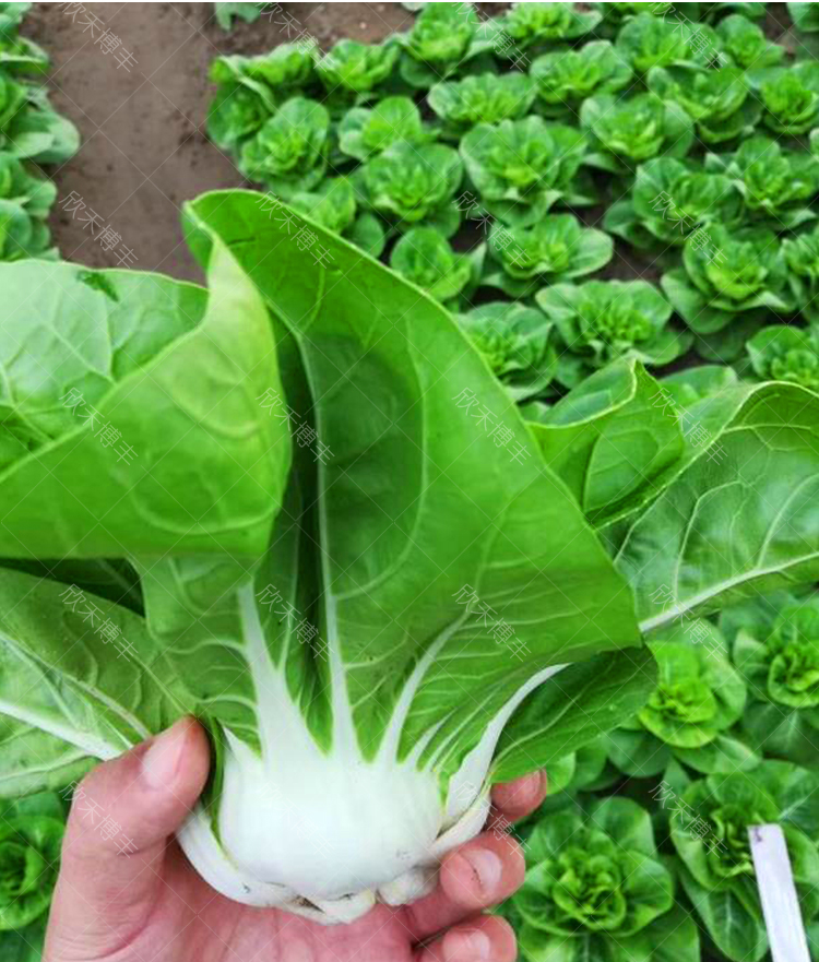 小白菜种孑四季耐寒耐热白梗青菜种籽秋冬季大田矮脚黄奶白菜种子白玉