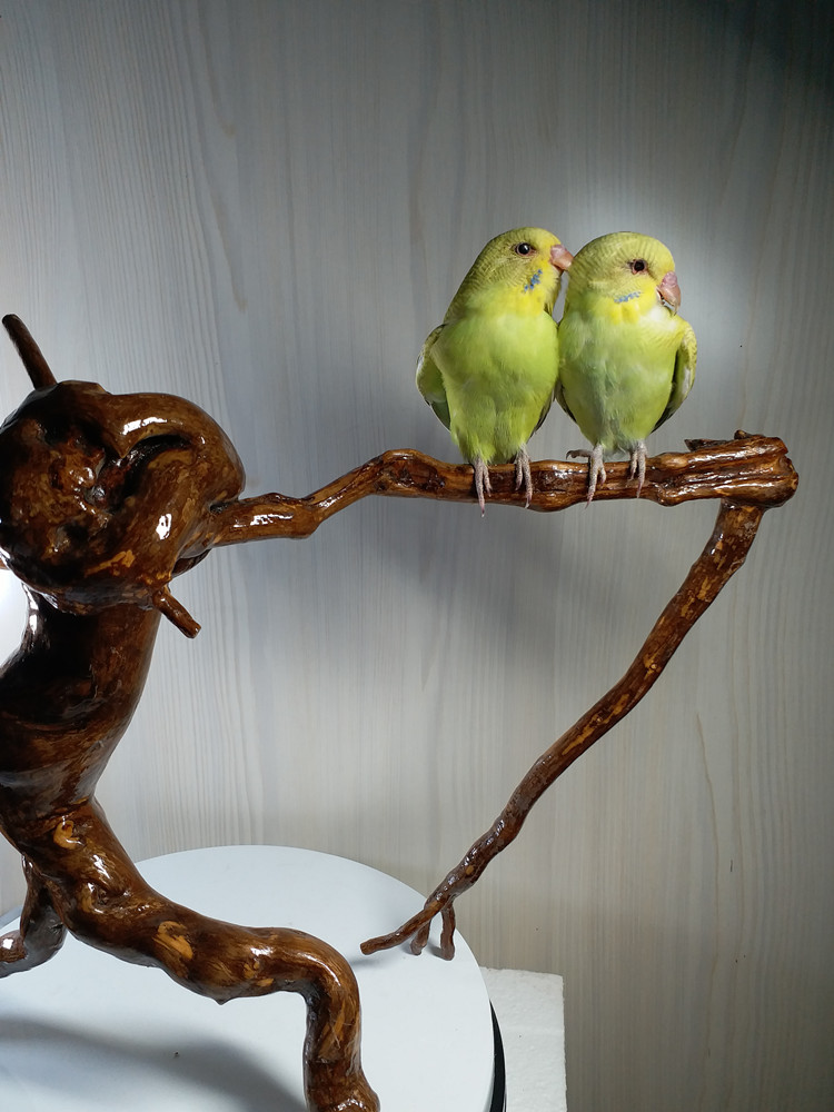 教学标本鸟类鹦鹉标本鸽子标本珍珠标本家居橱窗摆件装饰工艺品 黄色