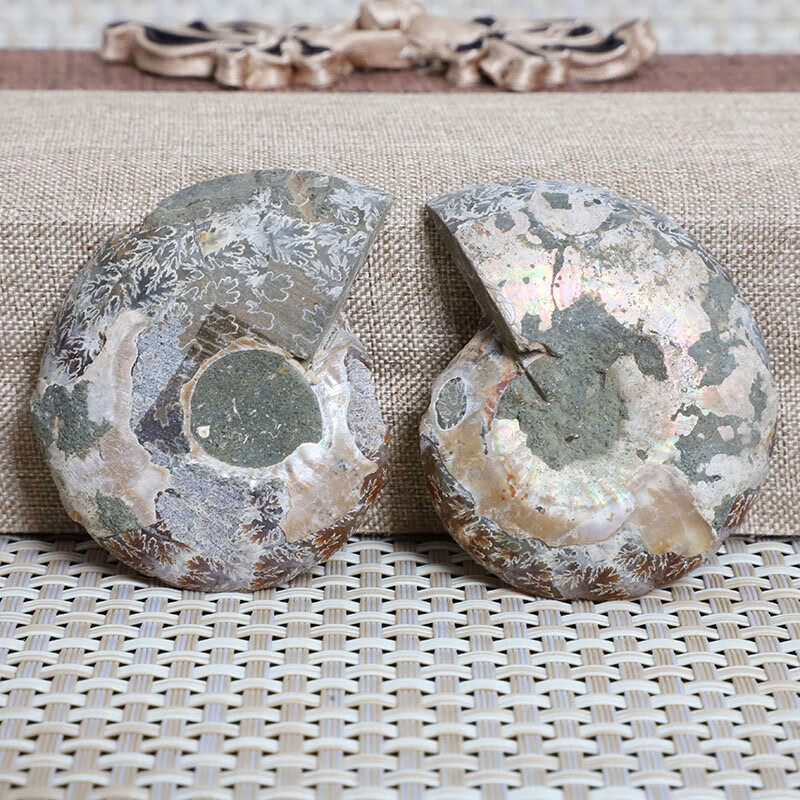 天然马达加斯加菊石化石玉化螺切片招财螺海螺化石小开片一物一图