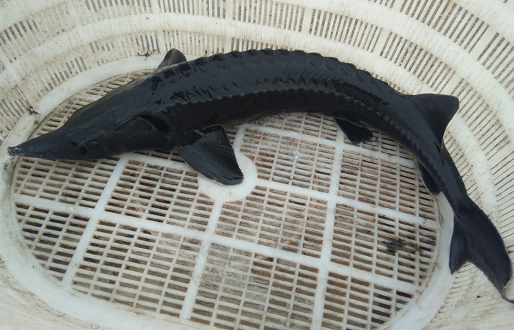 临朐助农馆 晓筱农场 礼品鲜活新鲜海鲜活体中华食用鲟活鱼淡水产大鱼