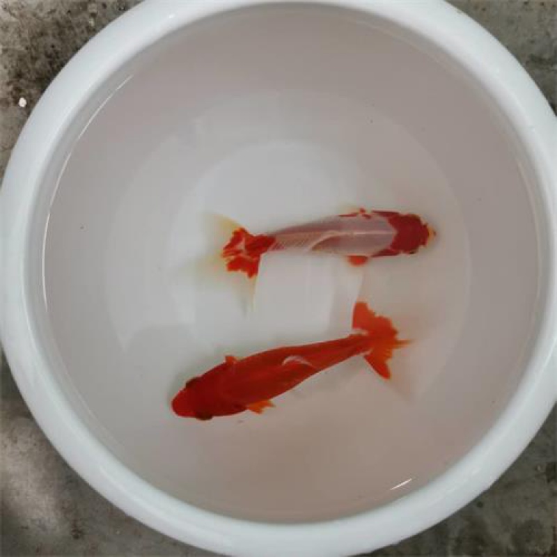 京选推荐观赏鱼不用加温草金金鱼冷水易养宠物风水小红草锦鲤活鱼苗57