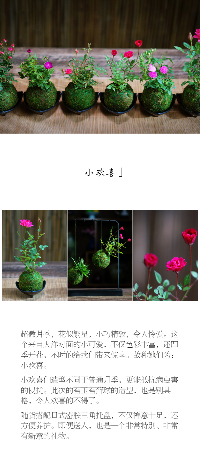 迷你超微型月季玫瑰日本姬月季苔玉苔藓球阳台窗台桌面绿植花卉紫咲苔玉 日式三角盆带花苞发货带盆栽好 图片价格品牌报价 京东