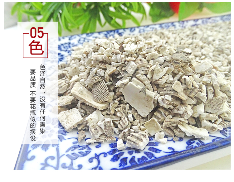 中藥材瓦楞子鍛瓦楞子500g