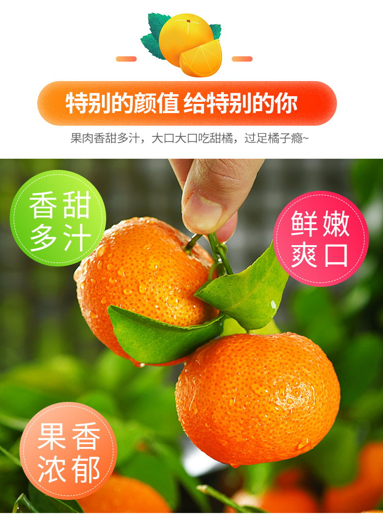 广西砂糖橘水果新鲜10斤当季整箱正宗纯甜沙糖桔橘子蜜桔现摘现发精选