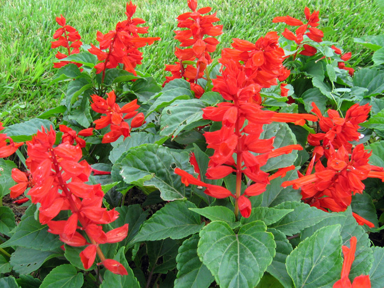 好客花乡旗舰店矮杆一串红种子高杆一串红花草籽工程园林绿化草花种子