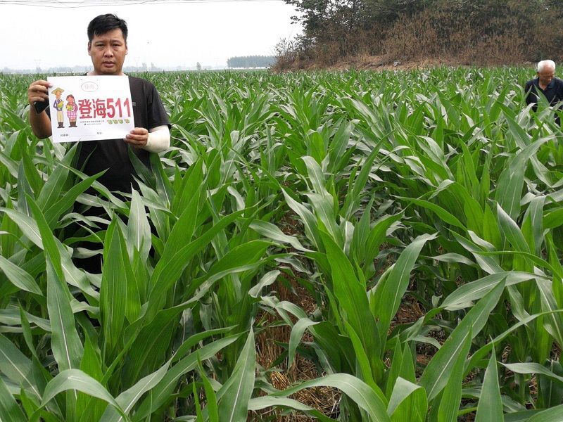 高產玉米種登海511玉米種雜交國審矮杆四川河南東北好品牌玉米種 高產