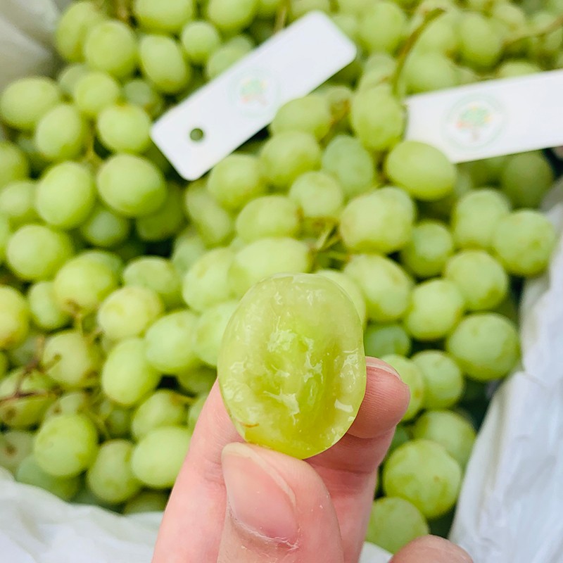 现货澳洲进口秋天酥甜地球无籽青提葡萄新鲜水果提子青葡萄2斤