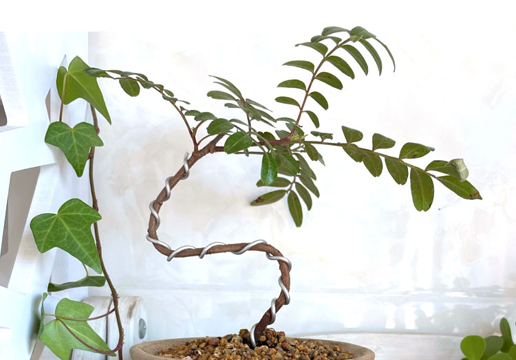正宗云南红芽清香木造型盆栽树苗幼苗驱蚊草植物室外好养水培盆景