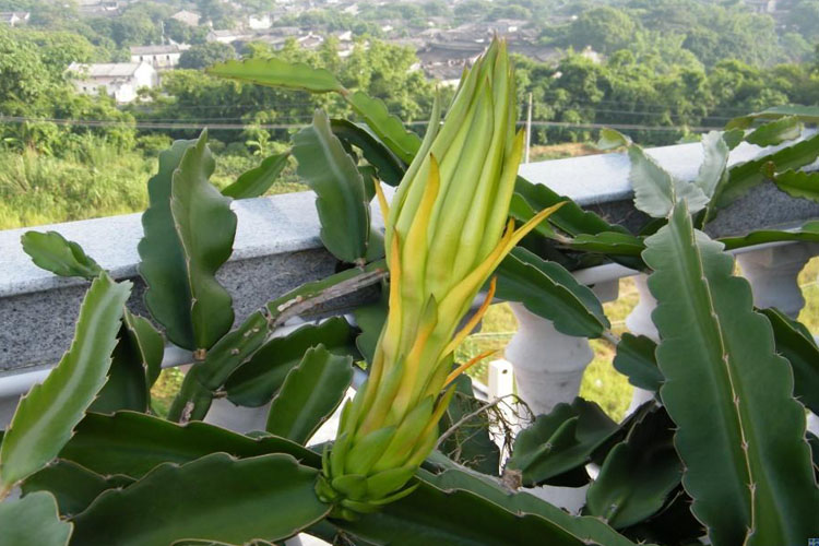 霸王花苗 霸王鞭量天尺剑花 仙人掌科多肉植物盆栽蟹爪兰嫁接砧木 长