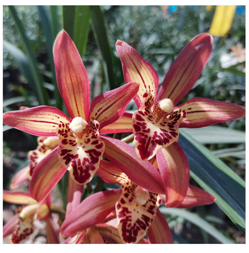 乐乐兰业 建兰福万代 红色大花浓香型四季兰有香味的兰花草室内外绿