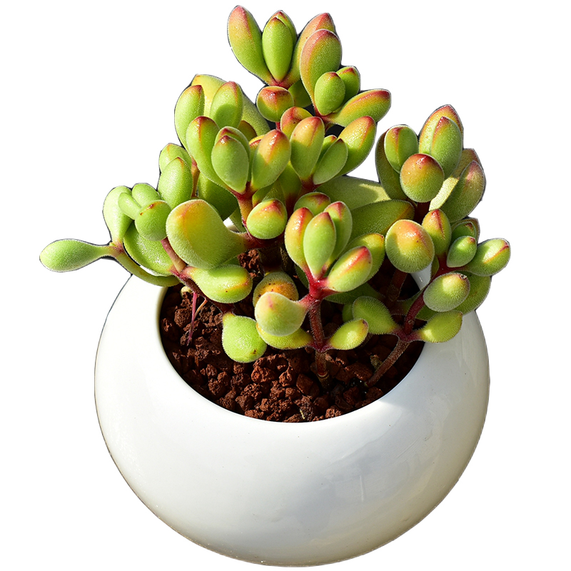 花络阁若歌诗照波因地卡枝干番杏多头群生的多肉植物若歌诗