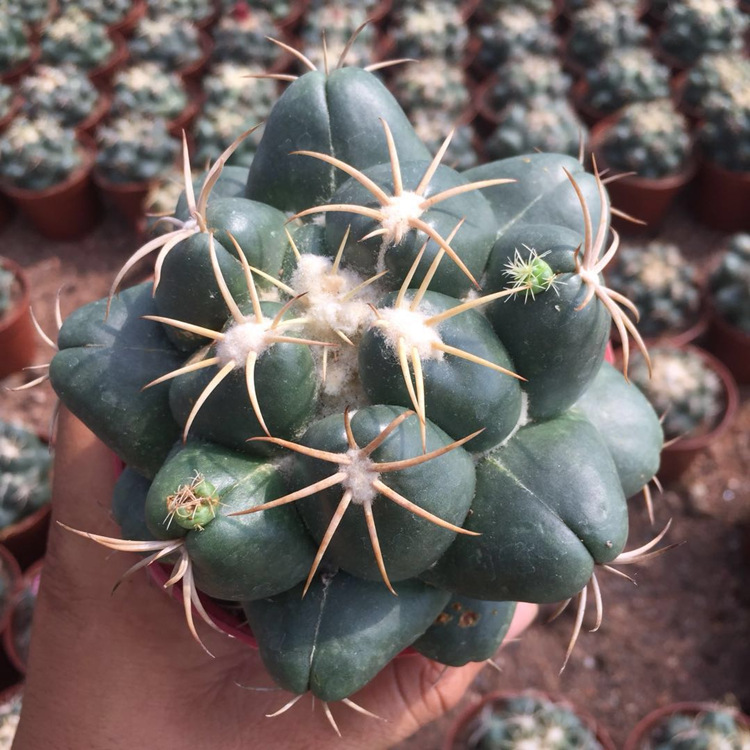 巨象仙人球盆栽室内短刺仙人掌科开花桌面肉肉植物 巨象8-10cm 裸根不