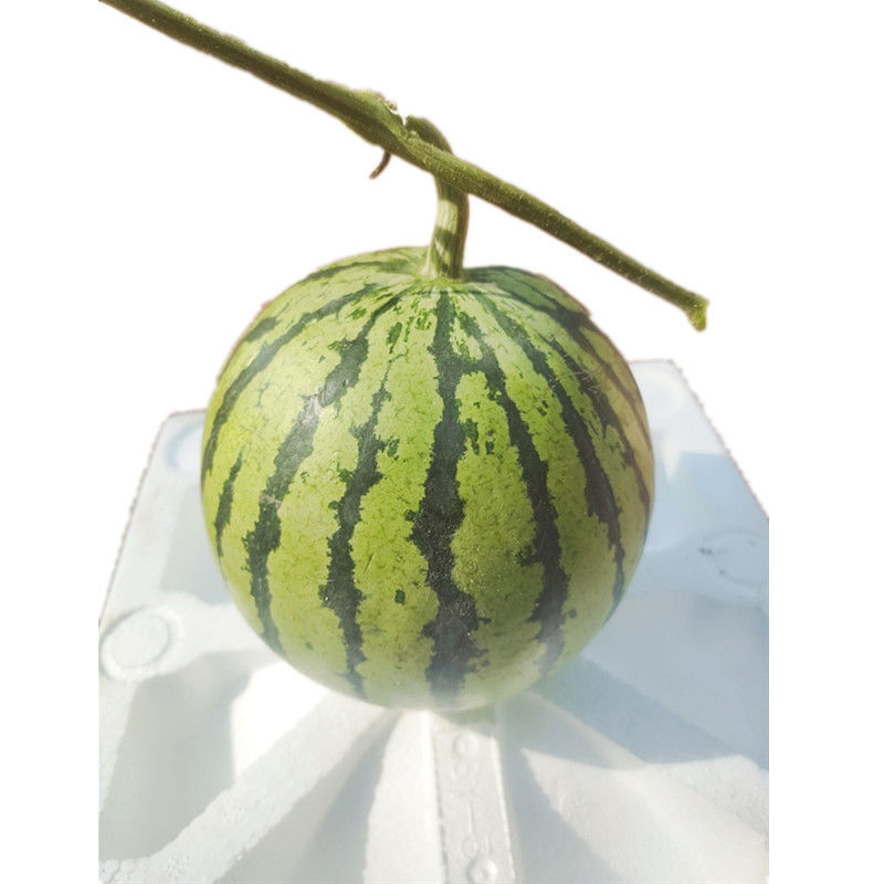 吊瓜精品麒麟西瓜【4-5斤】【图片 价格 品牌 报价】-京东