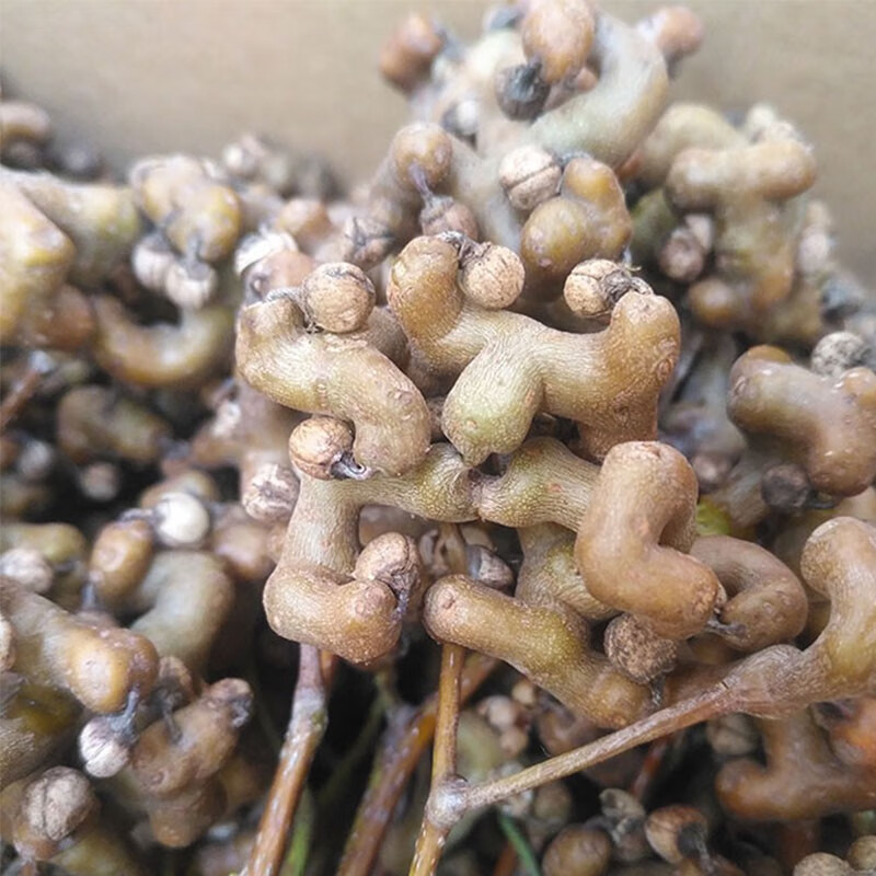 特心鲜2021年新鲜现摘拐枣枳椇鸡爪梨万寿果金钩子3斤净果肉