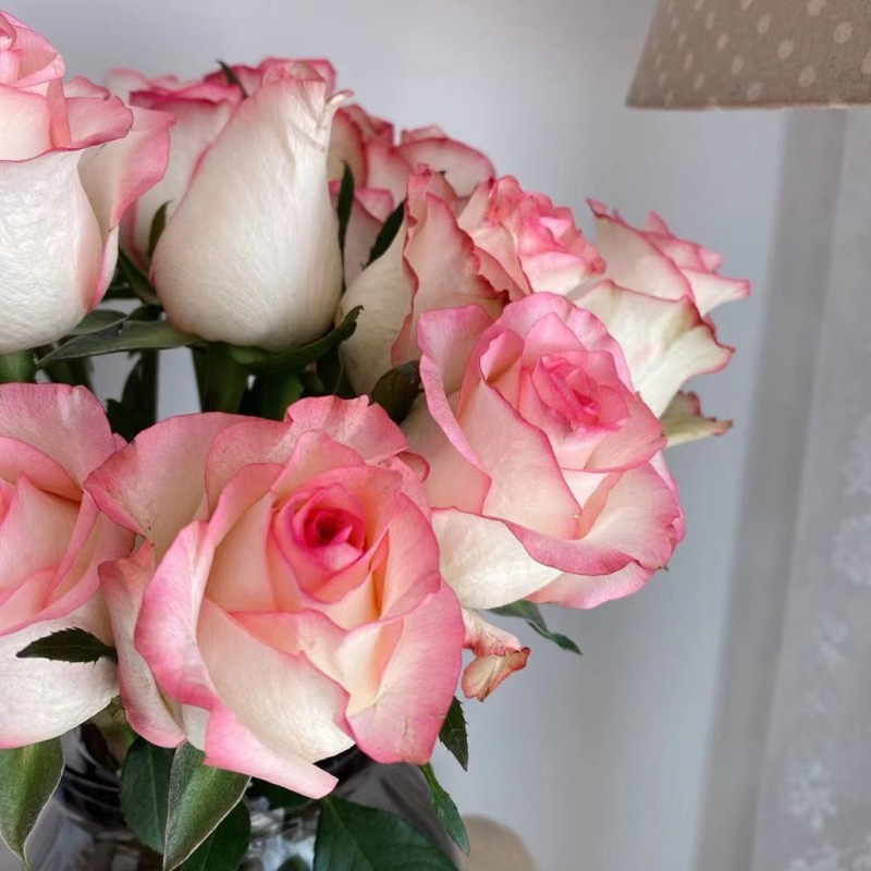 鲜花速递 京东花市 德米特尔(demeter) 单头玫瑰艾莎 20枝/扎 全店满