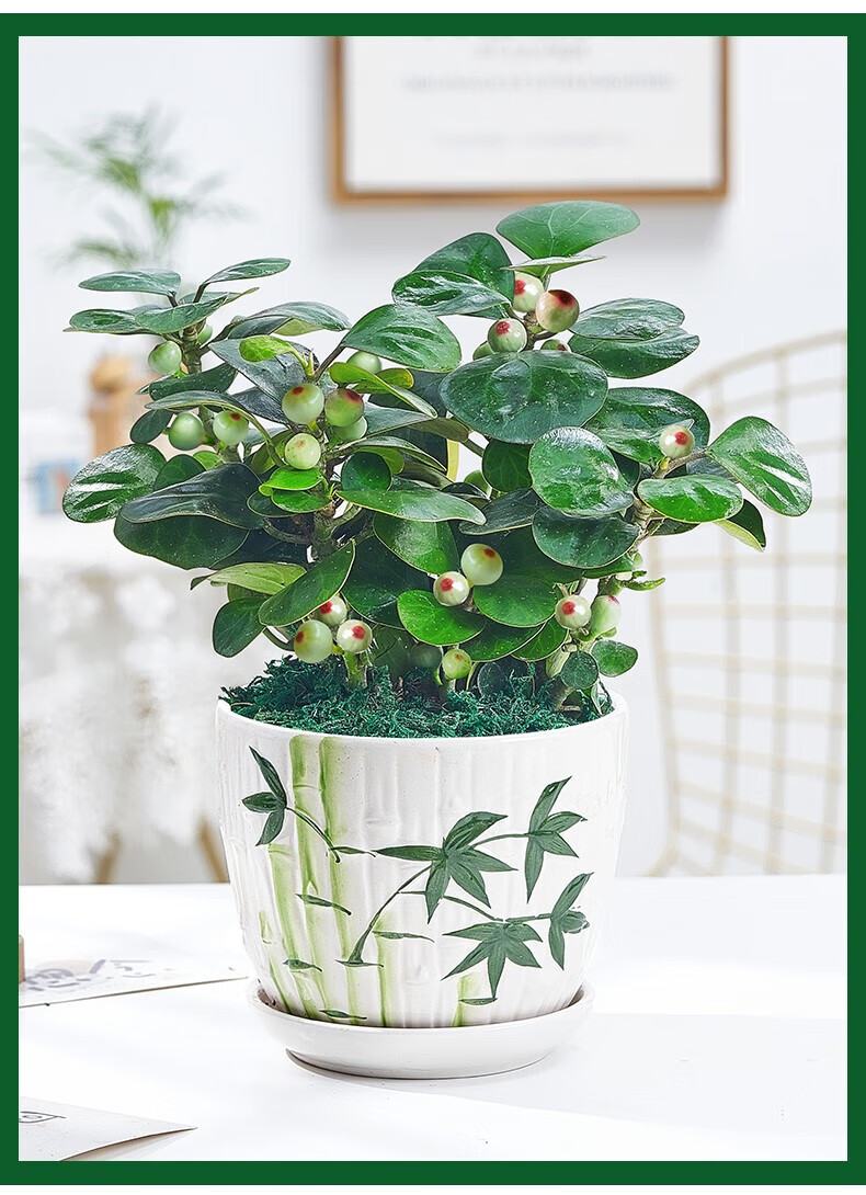 菩提树盆栽盆景花卉发财树室内书房办公室绿植智慧树小盼菩提 菩提树1