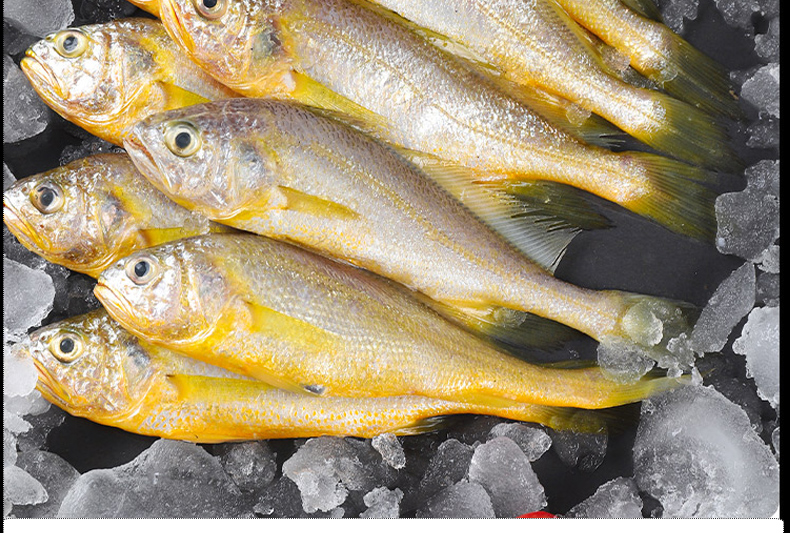 怡鲜汇小黄花鱼生鲜冰冻活鲜冷冻小黄鱼速冻海鲜 1500g