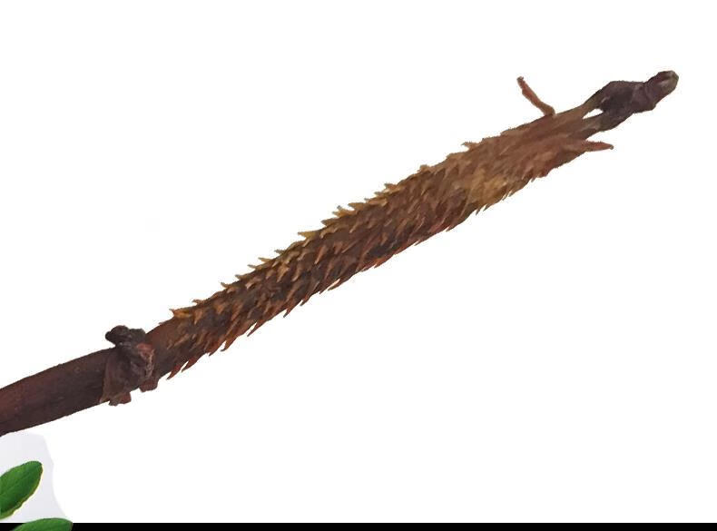 牦牛鞭泡酒西藏牦牛鞭男用整枝整根干货牛睾丸毛牛鞭风干牛宝倒刺