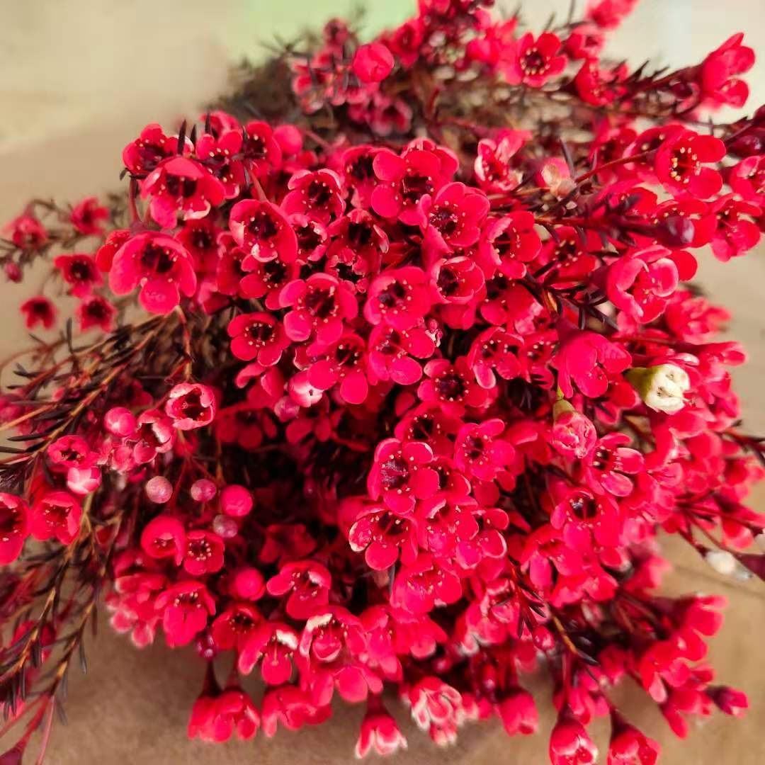 【顺丰】年宵花云南优质澳洲腊梅好养花期长家居办公装饰花束 彩色一