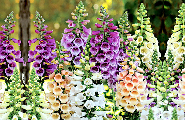 毛地黄种子吊钟花春秋易种耐寒花籽庭院室外阳台盆栽绿植花卉种毛地黄