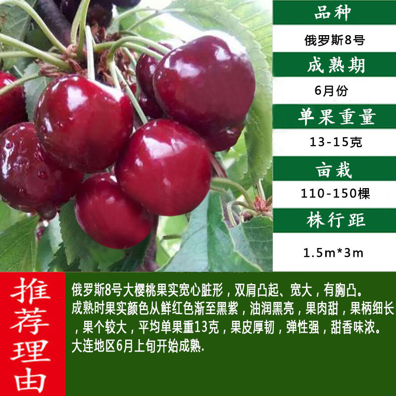 大樱桃苗南方北方种植水果树果苗当年结果 黑兰特(5年苗当年结果买21)