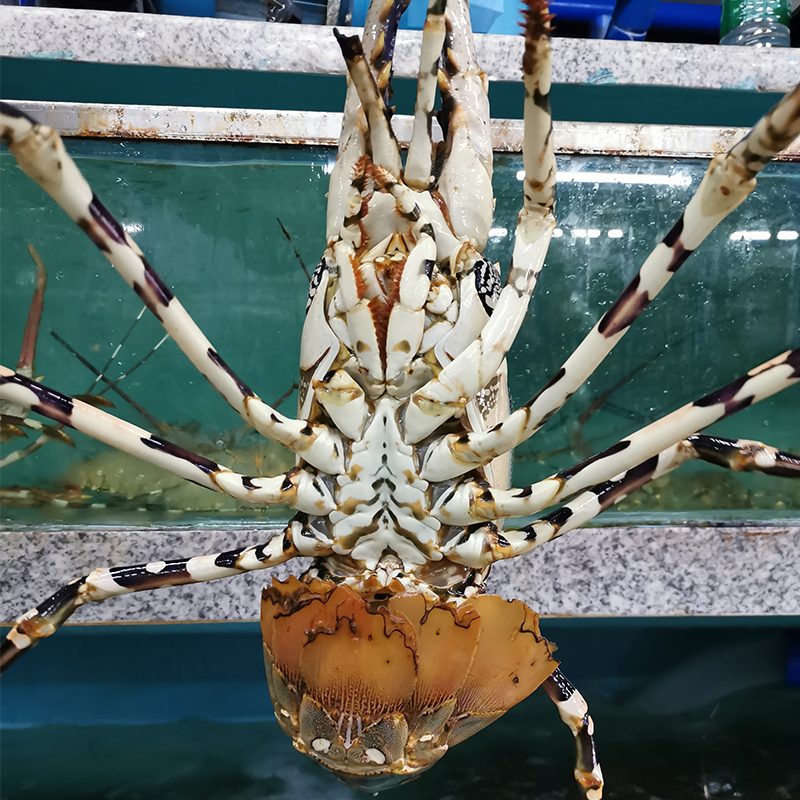 港遇海鲜澳洲龙虾鲜活大花龙虾青龙虾澳大利亚深海大龙虾鲜活发货花