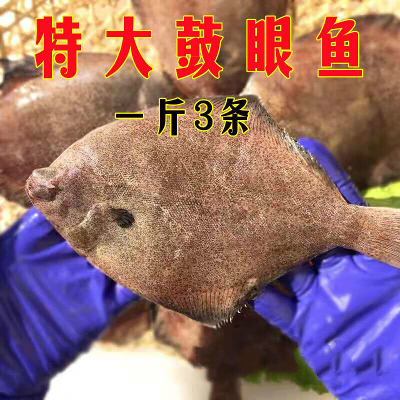 虎钢馋青岛鼓眼鱼鲜活古眼鱼新鲜高眼鱼野生比目鱼每斤3条海鲜批发