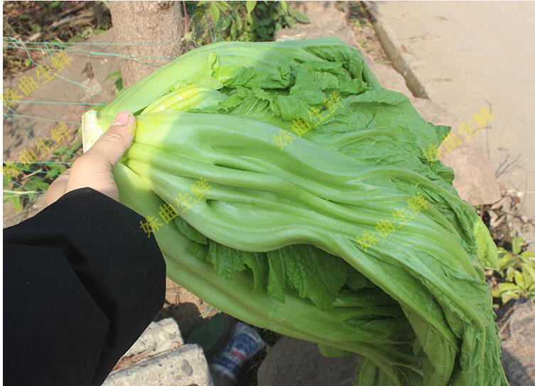 fghgh 芥菜 新鲜大叶青 青菜 腌制酸菜泡菜 农家蔬菜 5斤【图片 价格