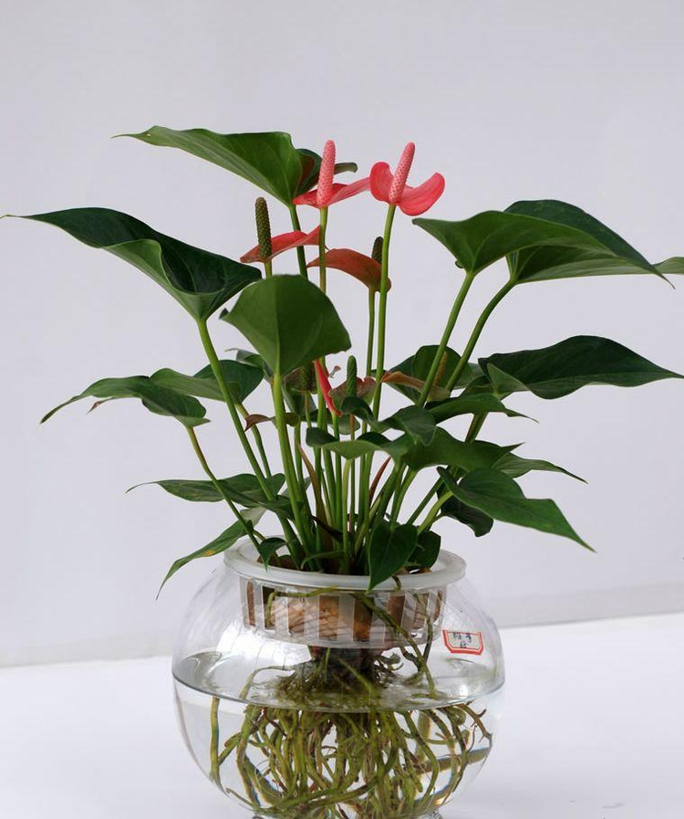 粉掌盆栽绿植带花发货红掌 家庭盆栽花卉 园艺种植花卉火鹤花 白掌一