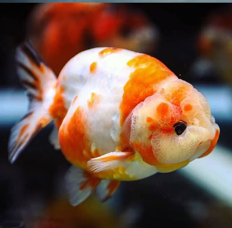 嘉瑰精品兰寿金鱼活体冷水观赏鱼蝶尾红白玉兔奶牛三色金鱼苗淡水好养