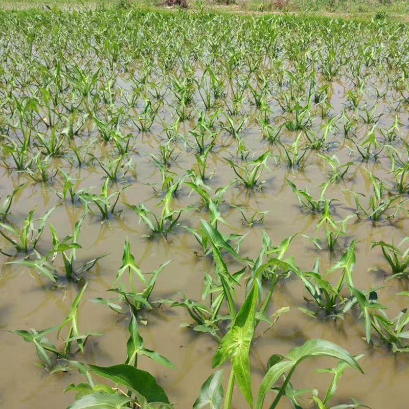 水生植物慈姑苗种苗 茨菇苗 慈菇苗 茨菰苗 沼泽过滤池塘 2000株 不含