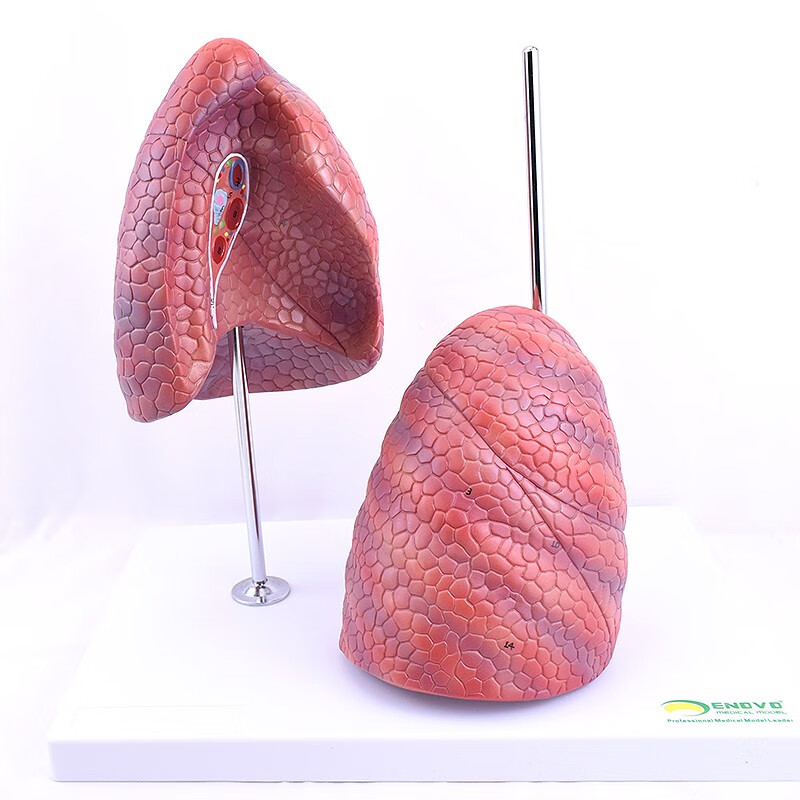 健康肺吸烟禁烟呼吸肺段胸外科呼吸科模型肺分段分叶胸外科胸透 肺 肺