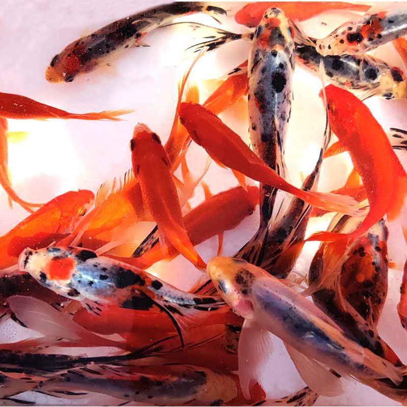 【京选推荐】草金鱼活锦鲤活鱼观赏鱼淡水鱼冷水鱼小金鱼小型红鲫鱼