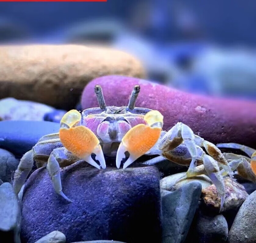 迷你蟹辣椒蟹宠物鱼缸观赏蟹淡水活体草缸可深水养殖小螃蟹除藻蟹 白