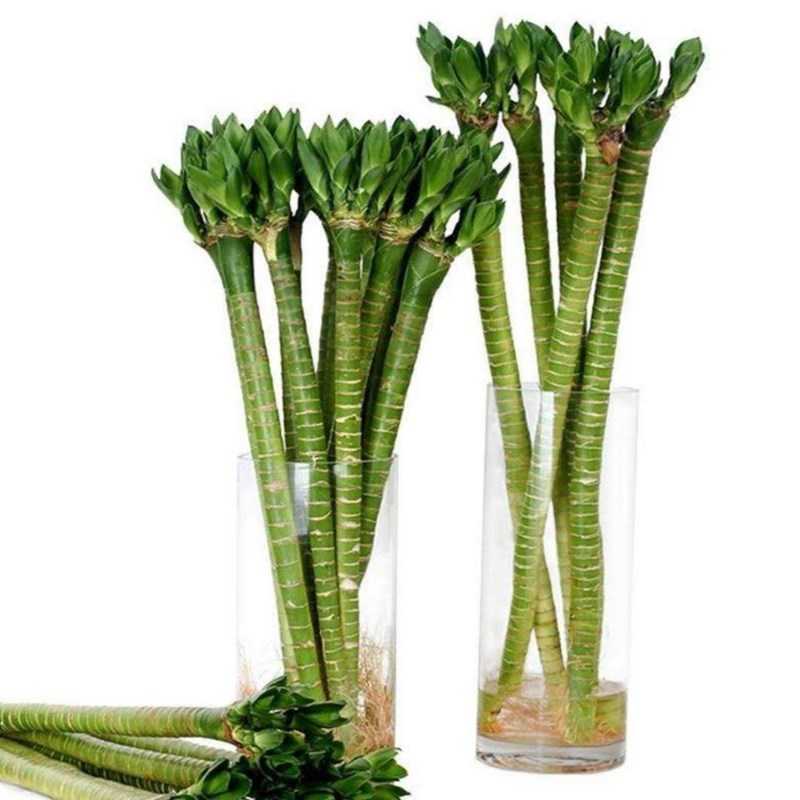 龙竹竹带根水培绿植竹富贵竹盆栽植物竹子室内水养观音竹直竹50公分10