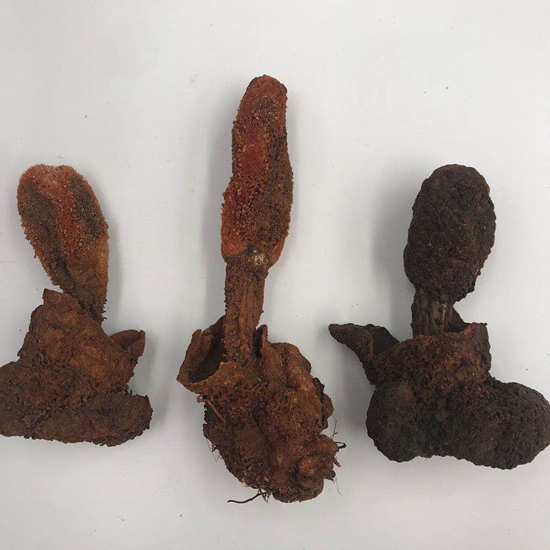 西藏顶天柱续阳草回春草不老草 肉苁蓉 锁阳男性泡酒料 40-60g(1-2个)