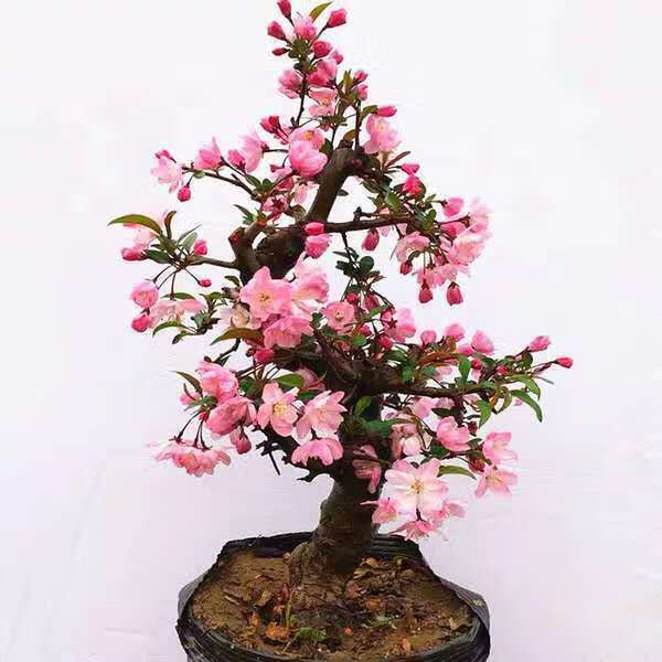 精选海棠花盆栽盆景开花绿化耐寒分枝有型净化空气室内外庭院阳台四季