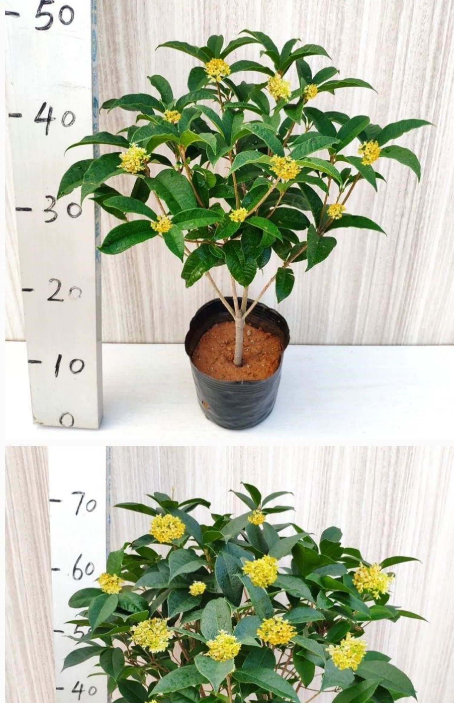 桂花盆栽树苗 四季桂 室内好养植物阳台花卉绿植浓香型四季桂花树盆栽