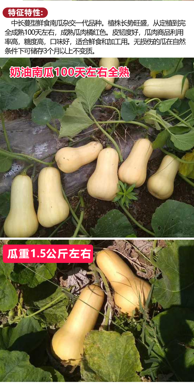 長耕阿根廷奶油南瓜種子甜面蜜本南瓜寶寶輔食春秋四季播高產蔬菜種孑