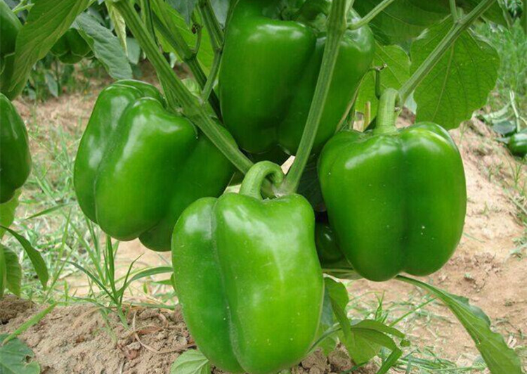 甜椒种籽大四季播特大灯笼甜椒王种子大棚超大菜椒青椒太空椒种苗科甜