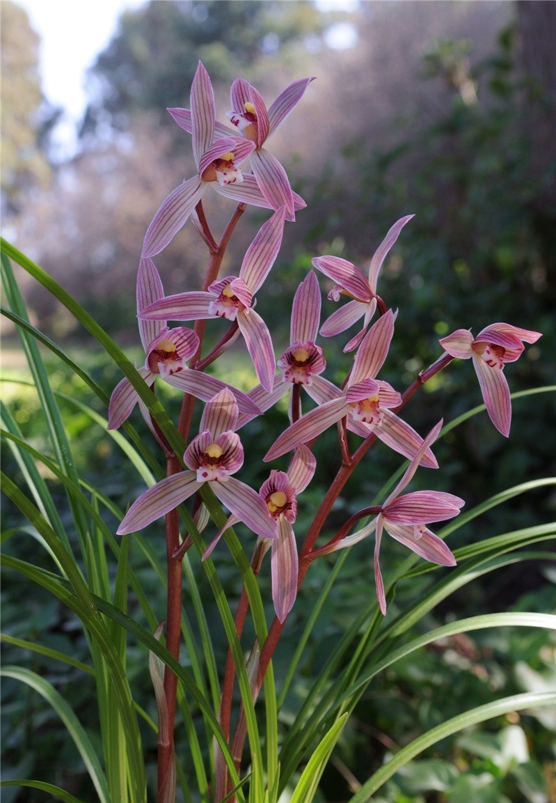 当年开花阳台客厅花卉云南莲瓣兰【映山红】浓香花卉园艺盆景 自然老
