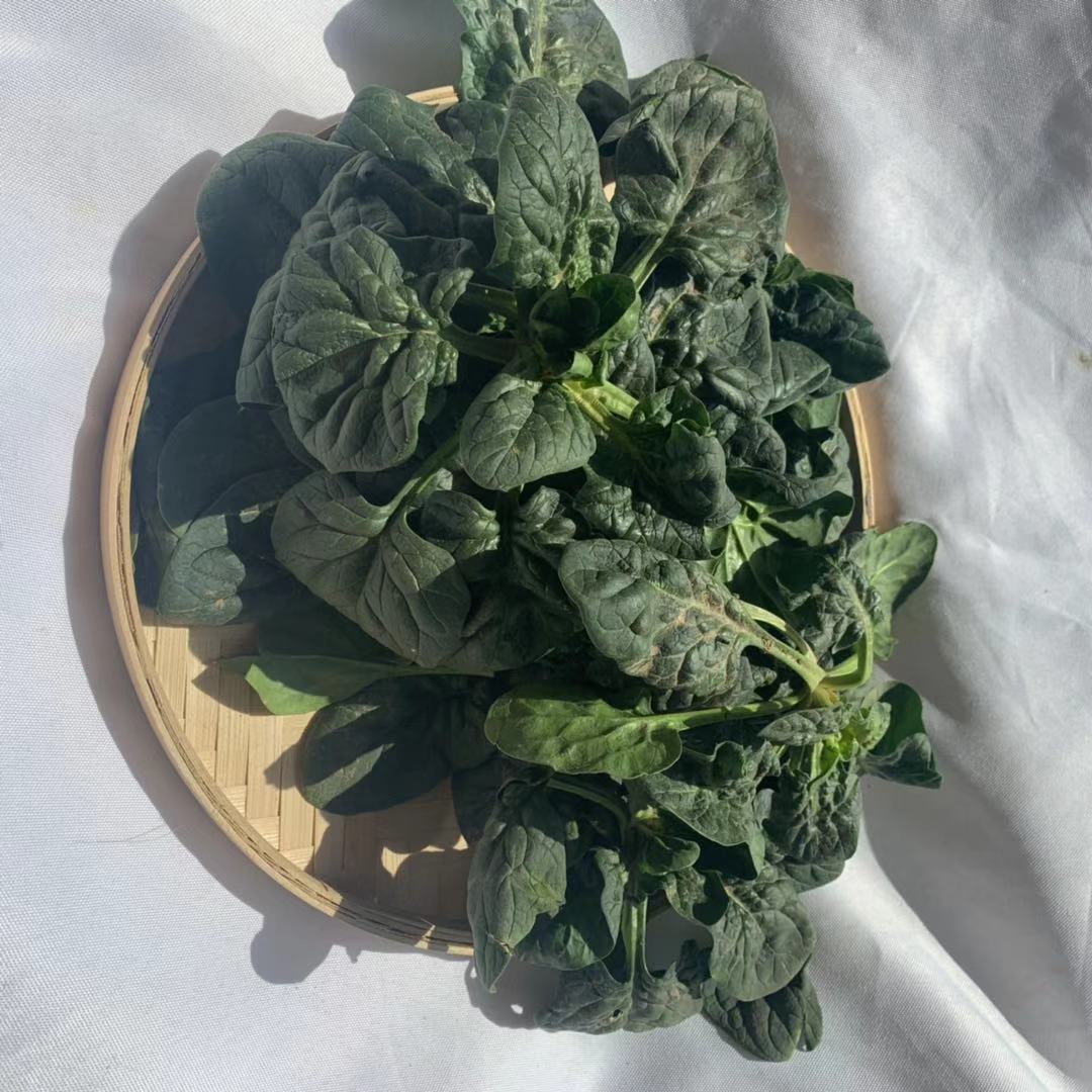 矮脚菠菜新鲜蔬菜1/5斤河南霜冻菠菜贴地菠菜红根菠菜小菠菜 3斤装