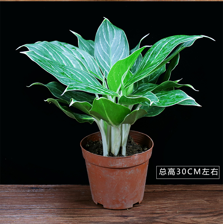白雪公主盆栽办公室内好养植物四季常青客厅花卉桌面绿植 白雪公主 白
