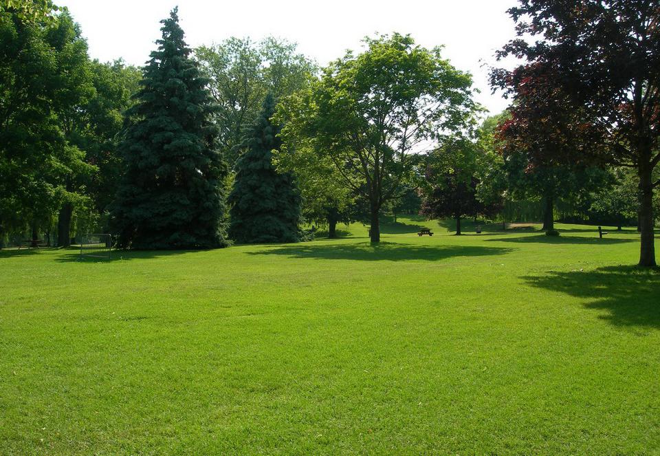 日本结缕草种子进口草坪草籽四季长青矮生耐践踏庭院足球场草种子
