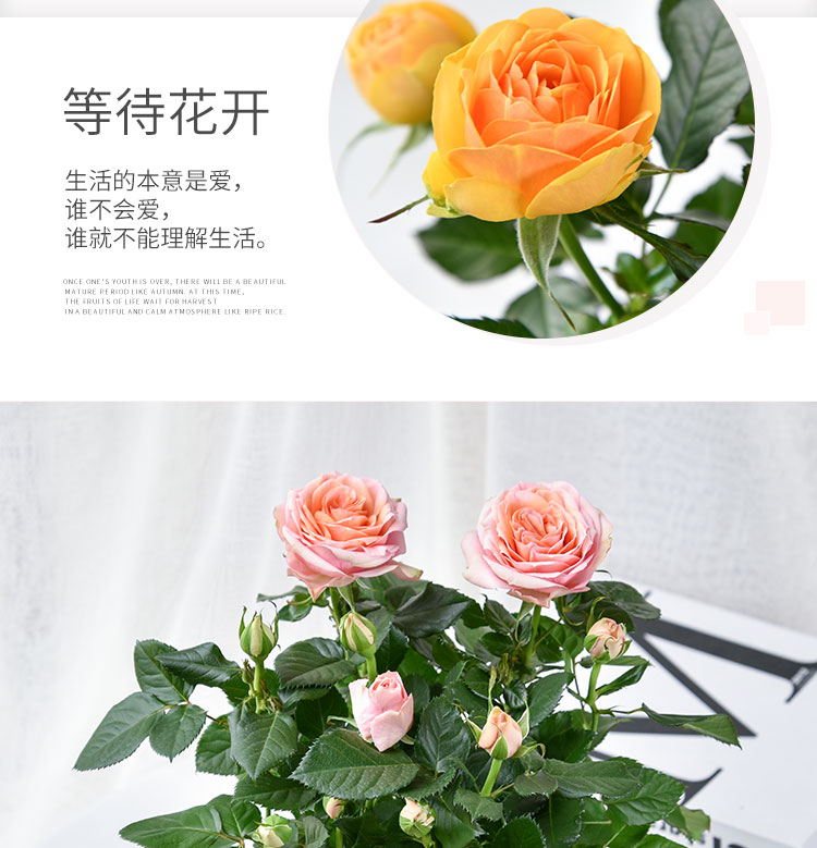 玫瑰四季开花带盆栽好观花植物室内阳台庭院花卉绿植一代佳人8棵带