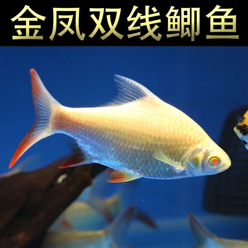 中層熱帶觀賞魚飛鳳魚直紋活體金鳳銀鳳泰國鯽魚龍魚配魚吃垃圾魚v